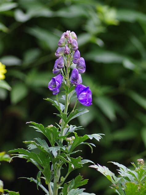 Aconitum Royal Flush The Beth Chatto Gardens