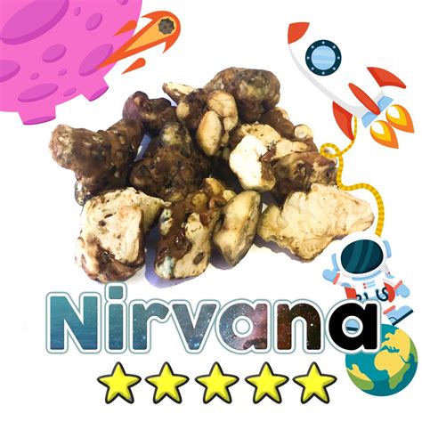 Nirvana Magic Truffles Sclerotia Dutch Grow Kits Webshop