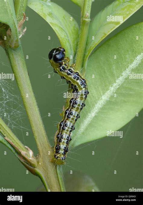 One Box Tree Caterpillar Hi Res Stock Photography And Images Alamy