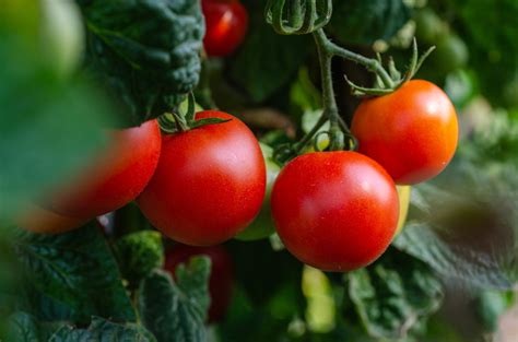 What To Do About Tomato Plant Leaves Drying Up
