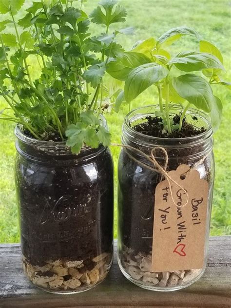 You will also need some potting mix, the herb seeds or here are some basic steps involved in planting herbs in mason jars: Growing Easy Mason Jar Herbs | Mason jar herbs, Farm, Herbs