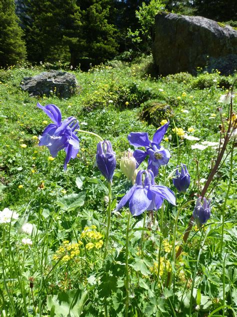 Naturetrek Wildlife Holidays Wengen Alpine Flowers Of The Swiss Alps