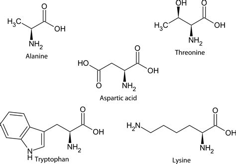 Basic Structure Of Amino Acid Slide Share