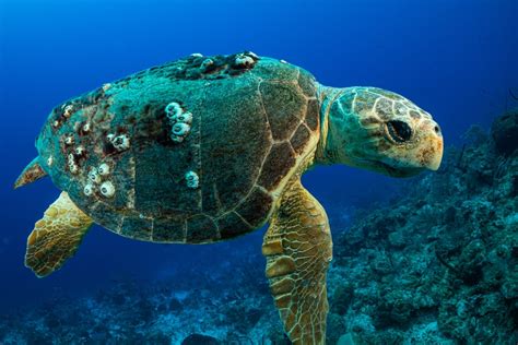 How Long Do Sea Turtles Live All About Their Best Kept Secret