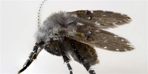How To Get Rid Of Drain Fliesmoth Flies And Prevent An Infestation