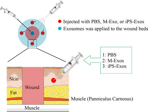 Topical Application Of Induced Pluripotent Stem Cell Derived Exosomes