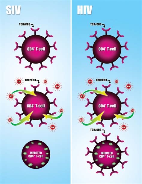Siv Left Panel And Hiv Right Panel Infected Cd4 T Lymphocytes