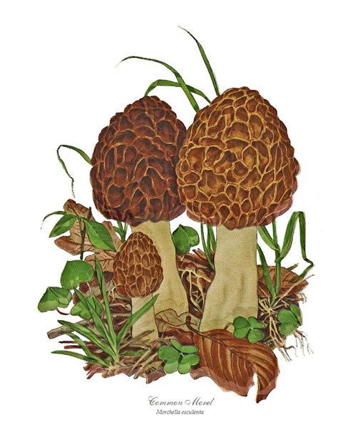 Morel Mushroom Art Print Charting Nature