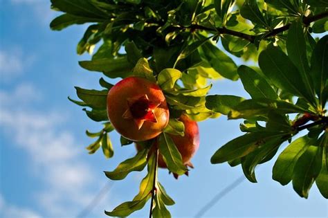 They provide the visual structure and the key elements of any landscape and are usually the first components to be planted, since they take longer than most other plants to become established and fulfill their role. pomegranate art - Google Search | Pomegranate tree care ...