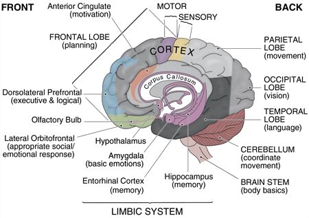 Different Types of Memory and how Memory Works in the ...