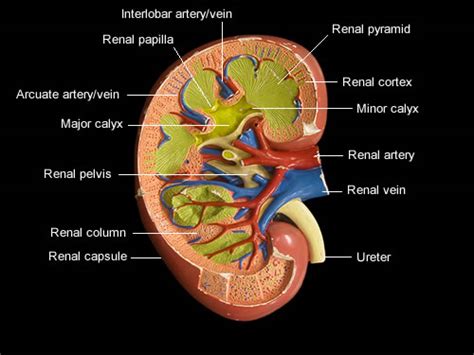 Labeled Diagram Of The Kidney