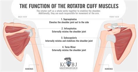 How The Rotator Cuff Works Rotator Cuff Patient Education It Works