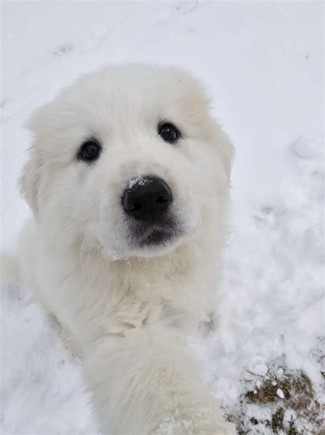 14 Fluffy Pics Of Great Pyrenees You Have To See Artofit
