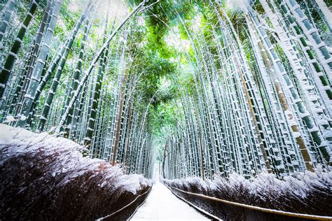 Arashiyama Bamboo Grove Under Snow Inside Kyoto