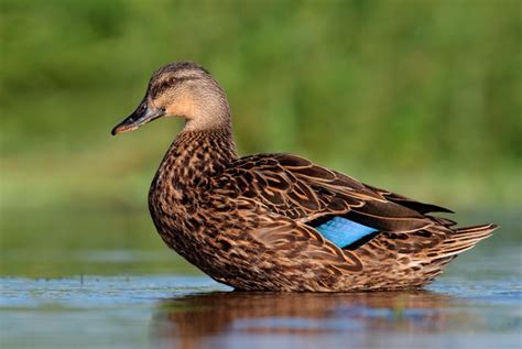 Dabbling Ducks 8 Things You Probably Didnt Know About Them Iduckn