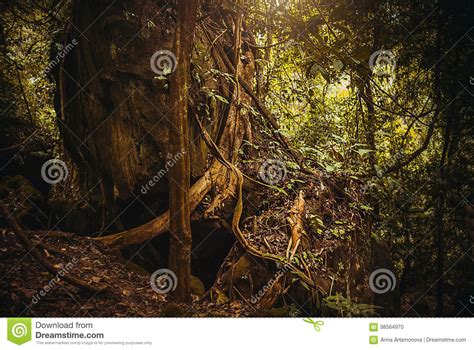 The Roots Of The Trees In The Jungle Nature Rain Forest Tropical