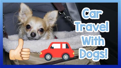 Travelling In A Car With A Dog How To Safely And Easily Travel With A