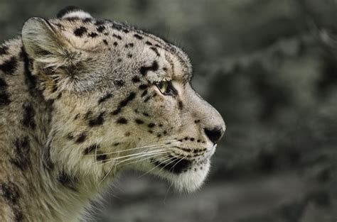 Snow Leopard Snow Leopard Side Portrait Amur Leopard