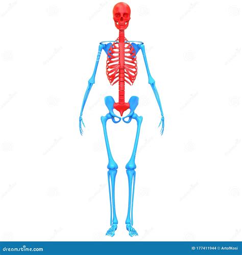 Axial Skeleton Of Human Skeleton System Anatomy 3d Rendering Anterior