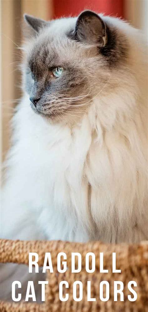 Ragdoll Cat Colors Recognizing And Predicting Ragdoll Coats