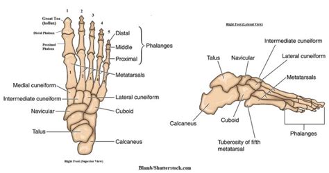 Foot Bones Anatomy And Mnemonic Tarsals Metatarsals Phalanges