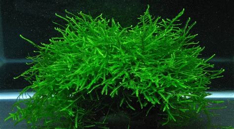 To plant java moss in your aquarium, put pieces of moss on a surface and tie it in place using a thread. Java Moss Plante vivante mousse de Java Vesicularia ...