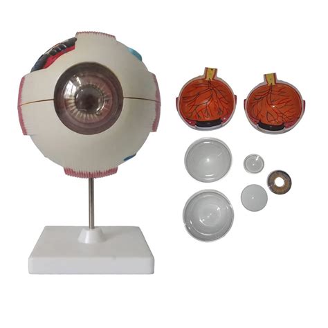 Buy Human Eye Anatomy Model 6x D Eyeball Model Removable Eyeball