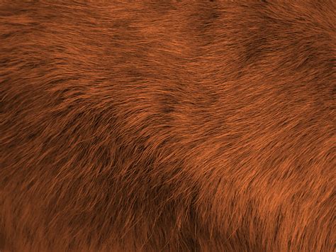 Brown Fur Background Free Stock Photo Public Domain Pictures