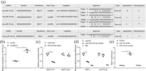 binding of neat1 to mir 144 3p a binding site between neat1 and download scientific diagram