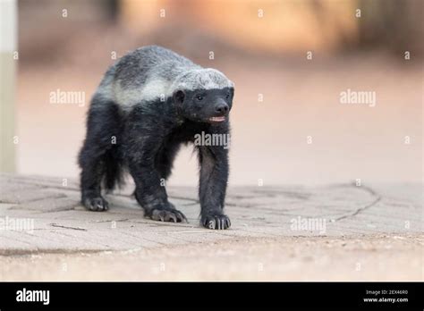 Honey Badger Mellivora Capensis Adult Walking Mpumalanga South