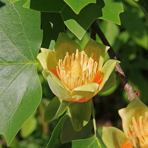 Tulip Poplar Tree Facts Uses And Planting Tips Owlcation