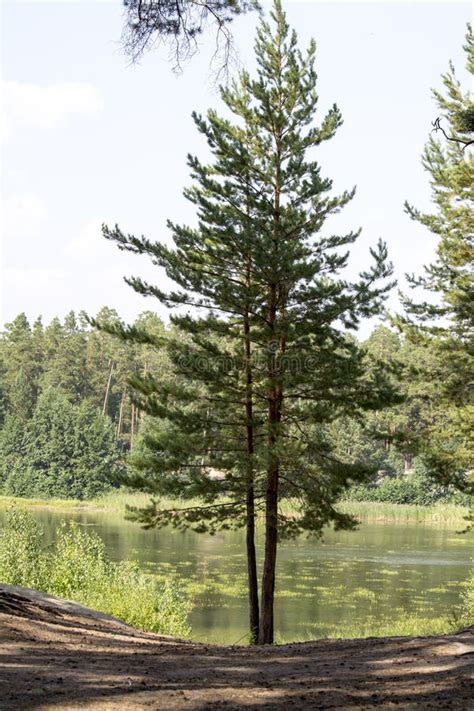 Pine Tree In The Middle Of The Lake Shore Stock Photo Image Of