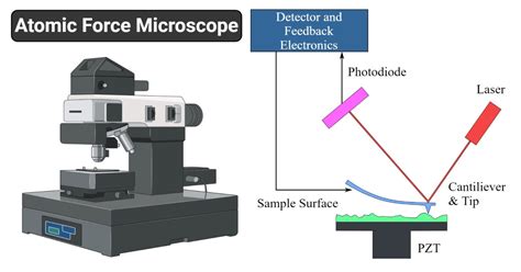 Atomic Force Microscope Principle Parts Uses Microbe Notes