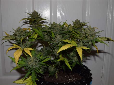 Fast Buds Gorilla Glue Auto Grow Diary Journal Week9 By Removed