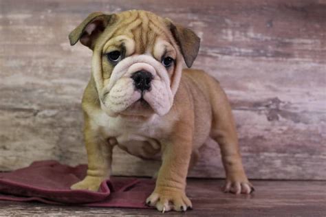 Fawn English Bulldog Puppies For Sale Color Guide 2024 Bruiser Bulldogs