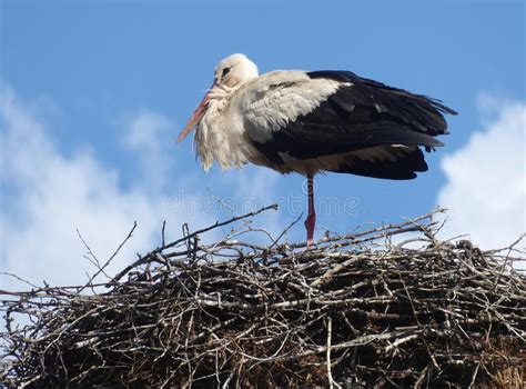 Stork Nesting On A Telegraph Pole Bulgaria Stock Photo Image Of Home