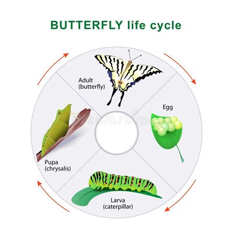 Butterfly Metamorphosis Life Cycle