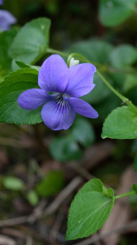 Green Leaf With Purple Flowers 25 Purple Flower Ideas For Your Garden