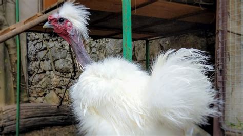 Bantam Naked Neck Silkie Couple Have A New Home Introducing New