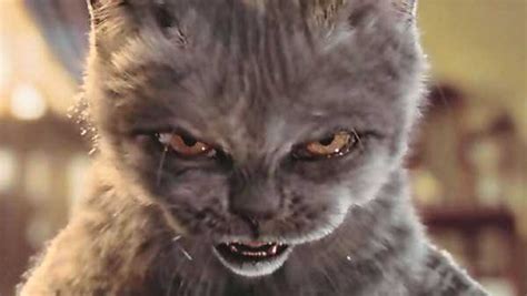 Evil Looking Cats Who Secretly Want You Dead Klykercom