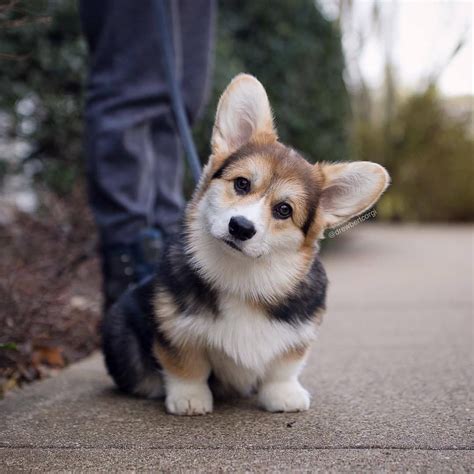 Drewbert The Corgi — Remember To Look Up At The Stars And Not Down At
