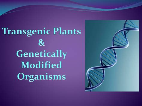 We use transgenic transgenic microbes in order to produce insulin for humans. PPT - Transgenic Plants & Genetically Modified Organisms PowerPoint Presentation - ID:3637776