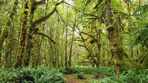 The Quinault Rain Forest Pacific Northwest Explorer