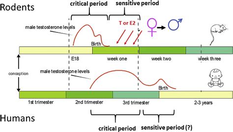 Figure 2 From Sex Differences In Pediatric Traumatic Brain Injury Semantic Scholar