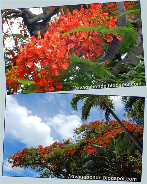 We carry some of the most beautiful tropical flowering trees in the world. Recollections of a Vagabonde: Flowers in Key West, Florida ...