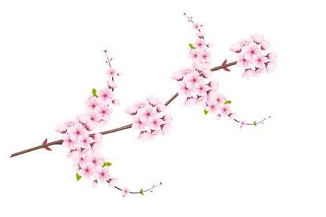 Cherry Blossom Branch With Sakura Flower Cherry Blossom Cherry Bud