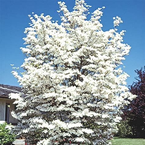 White Flowering Dogwood Ornamental Tree Gurneys Seed