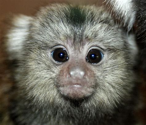 Marmoset Monkey A Photo On Flickriver