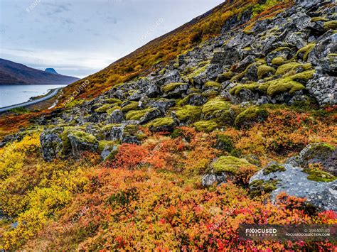 Colourful Tundra On The Hillside Along The Alftafjorour Fjord Sudavik