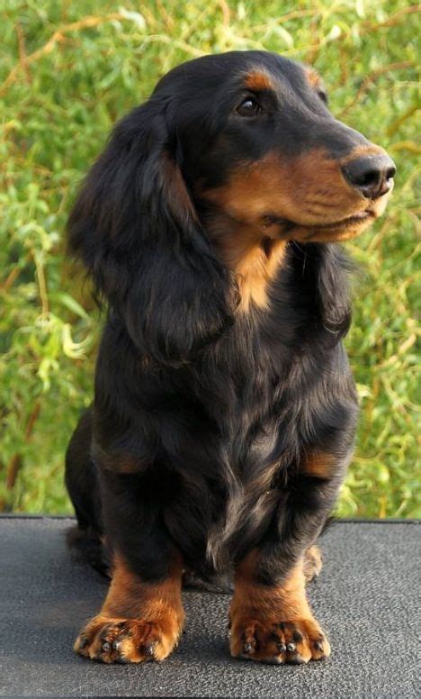 We adhere to the stringent policies and standards set forth by the akc, and our parent club, the dachshund club of america, for dachshund breeders. The 25+ best Long haired dachshund puppies ideas on ...